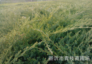 廠家推薦 爬地柏 高品質爬地柏 爬地柏批發