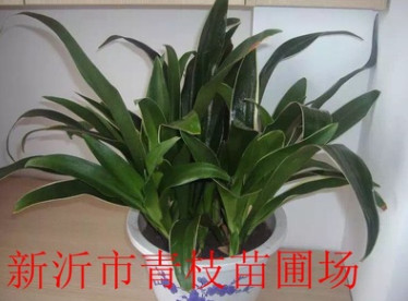 批發(fā)綠化苗木花卉花灌木室內(nèi)盆栽 萬(wàn)年青 盆栽萬(wàn)年青 萬(wàn)年青批發(fā)