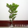 長(zhǎng)期供應(yīng)批發(fā)綠化苗木花卉花灌木色塊室內(nèi)盆栽 茶花苗 茶花