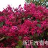 供應(yīng)綠化苗木 紅花檵木 紅花檵木盆栽 高品質(zhì)紅花檵木球