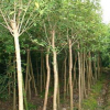 供應(yīng)大葉女貞 廣玉蘭小苗批發(fā) 樹型優(yōu)美 成活率高 蘇北直銷 舉報(bào)