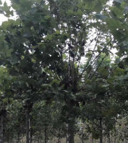 基地實拍法桐樹苗 法桐行道樹 苗木直消供各種綠化量大優惠包上車 舉報