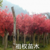 基地大量出售優質紅楓樹苗 美國紅楓日本紅楓 品種純正 量大優惠