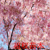 直銷日本櫻花樹苗 早櫻 晚櫻品種規格齊全量大優惠 包成活 包上車