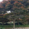 批發(fā)基地綠化苗木美國(guó)紅楓樹苗 紅楓品種齊全 量大優(yōu)惠 包上車