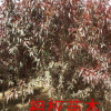 常年供應(yīng)綠化花灌木 碧桃樹苗 優(yōu)質(zhì)碧桃觀賞風(fēng)景樹苗 量大優(yōu)惠