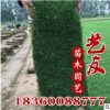 供應地被綠化草坪 四季青草坪 耐寒 耐旱 耐澇四季常青 低價供應