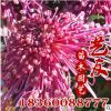 批發菊花苗 大量品種盆栽菊花 節慶 庭院 園林觀賞 場地直銷供應