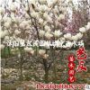 供應 5-8-10白玉蘭樹 玉蘭小苗 基地自產自銷 園林綠化苗木供應