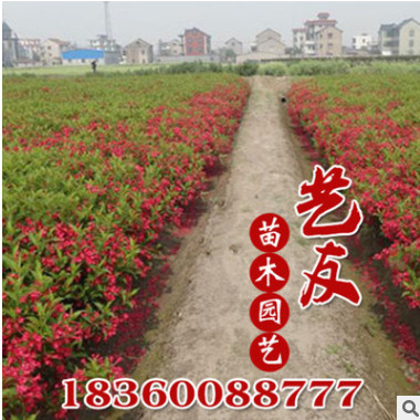 供應紅王子錦帶 錦帶小苗 園林工程綠化苗木 產地直銷 低價供應