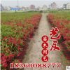供應紅王子錦帶 錦帶小苗 園林工程綠化苗木 產地直銷 低價供應