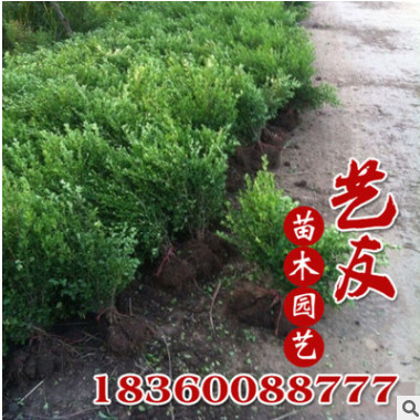 供應小葉黃楊 小葉黃楊球 園林工程綠化苗木 最新低價自產自銷