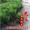 供應小葉黃楊 小葉黃楊球 園林工程綠化苗木 最新低價自產自銷