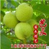批發嫁接核桃樹 小苗 產地最新低價供應優質核桃品種苗