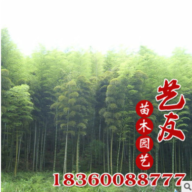 批發毛竹苗 青竹 箬竹林場直銷 庭院園林護坡綠化 低價供應