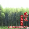 批發毛竹苗 青竹 箬竹林場直銷 庭院園林護坡綠化 低價供應