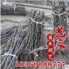 基地直銷嫁接果樹苗 棗樹 品種規格 果粒脆甜可口 批發價供應