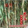 林場(chǎng)直銷箭竹 苦竹 青竹 庭院園林綠化 最新低價(jià)供應(yīng)