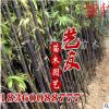 批發(fā)竹苗 紫竹 紫氣東來(lái) 辟邪 庭院園林工程綠化苗木 低價(jià)量大