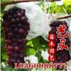 果林直銷嫁接葡萄成苗 葡萄小苗 多種優(yōu)質(zhì)葡萄品種 批發(fā)供應(yīng)