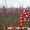 供應(yīng)5-8-10紫玉蘭 園林工程苗木 基地直銷 庭院觀賞