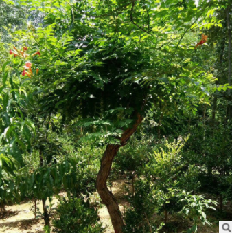 炮仗花凌霄苗棚架墻體綠化苗 園林觀賞植物 綠化苗基地批發(fā)凌霄花