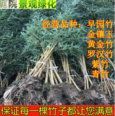 青竹樹苗紫竹竹苗 盆栽庭院內觀賞四季常青植物竹子苗竹子盆栽