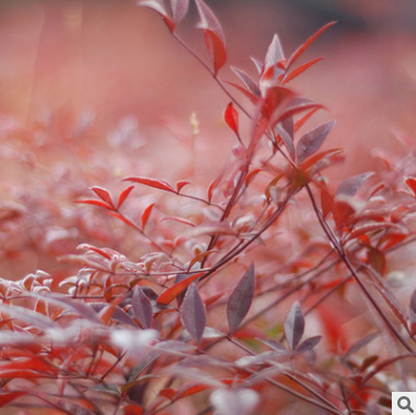 紅天竹 零售和批發