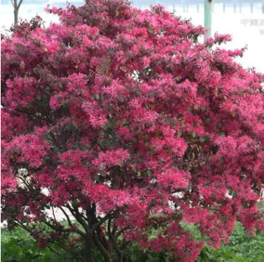 供應各種苗木 種苗 基地直銷 紅花繼木