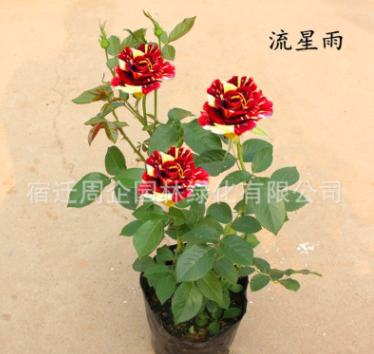帶花苞大花月季花苗濃香花卉綠植室內(nèi)盆栽月季花苗四季開花