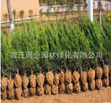 工程綠化直銷 龍柏樹 四季常青龍柏球 規(guī)格全