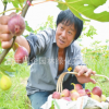 無花果樹苗盆栽地栽無花果苗南方北方種植果樹苗當年結果無花果苗