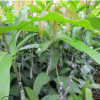 廣西桂七芒果樹苗嫁接芒果苗四季盆栽地栽南方種植果樹苗當(dāng)年結(jié)果