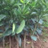 批發(fā)沃柑果樹苗無(wú)核沃柑嫁接苗南方種植柑橘子苗盆栽地栽當(dāng)年結(jié)果