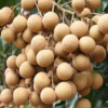 供應(yīng)龍眼樹苗桂圓樹苗儲(chǔ)良石硤龍眼嫁接苗南方種植盆栽地栽果樹苗