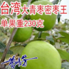 臺(tái)灣大青棗果樹苗蜜棗王嫁接苗南方種植果樹苗木盆栽地栽當(dāng)年結(jié)果