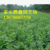 白蠟樹 基地出售各種規(guī)格的白蠟樹