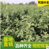 供應新疆矮化柱狀蘋果樹苗 紅香蘋果樹苗盆景 高酸蘋果苗批發
