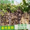 批發樹形葡萄小苗各類果樹苗品種齊全 庭院盆栽南方北方地栽種植