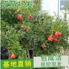 廠家直銷石榴盆景 形狀優美 庭院工程綠化果樹 叢生造型石榴樹