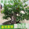 廠家供應石榴盆景 形狀優美 庭院工程綠化果樹 叢生造型石榴樹