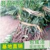 山東自產自銷嫁接楊梅苗 南方種水果樹苗現貨批發