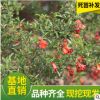 山東自產自銷樹苗觀賞結果花石榴盆景 庭院陽臺花草樹苗批發