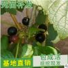直供新疆 自產自銷嫁接樹葡萄 當年結果黑加倫當年掛果批發