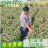 山東嫁接蘋果樹苗 2年苗芭蕾蘋果樹苗盆景 東北寒富紅富士蘋果苗