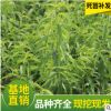 山東沂蒙映霜紅大紅桃苗 冬晚熟桃苗 嫁接桃樹苗 春雪長壽桃苗批