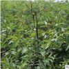 自產自銷胎里紅棗樹苗 大量供應脆甜棗樹苗嫁接棗樹苗 大青棗樹苗