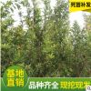 蒙陽紅大石榴 軟籽石榴樹苗 紅如意石榴苗 泰山紅石榴苗 自產自銷