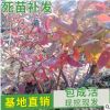 山東平邑黑莓紅莓樹苗自產自銷 品種齊全藍莓苗木批發