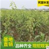 山東自產自銷樹苗紅梨香水梨脆梨黃梨 青梨樹苗批發